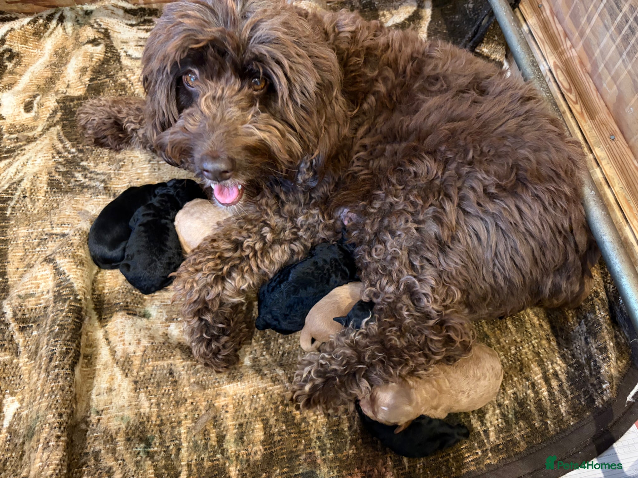 Goldendoodle dogs Cotswold Miniature/Toy Goldendoodles, All Colours - Advert 3