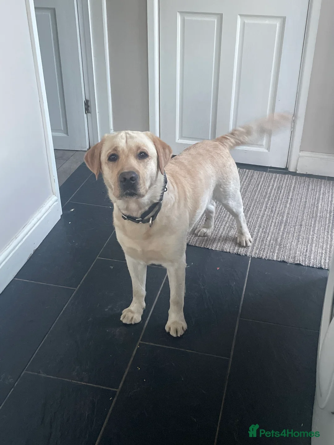 Labrador Retriever dogs for sale: Stunning chunky Labradors  in Boston - Advert 2