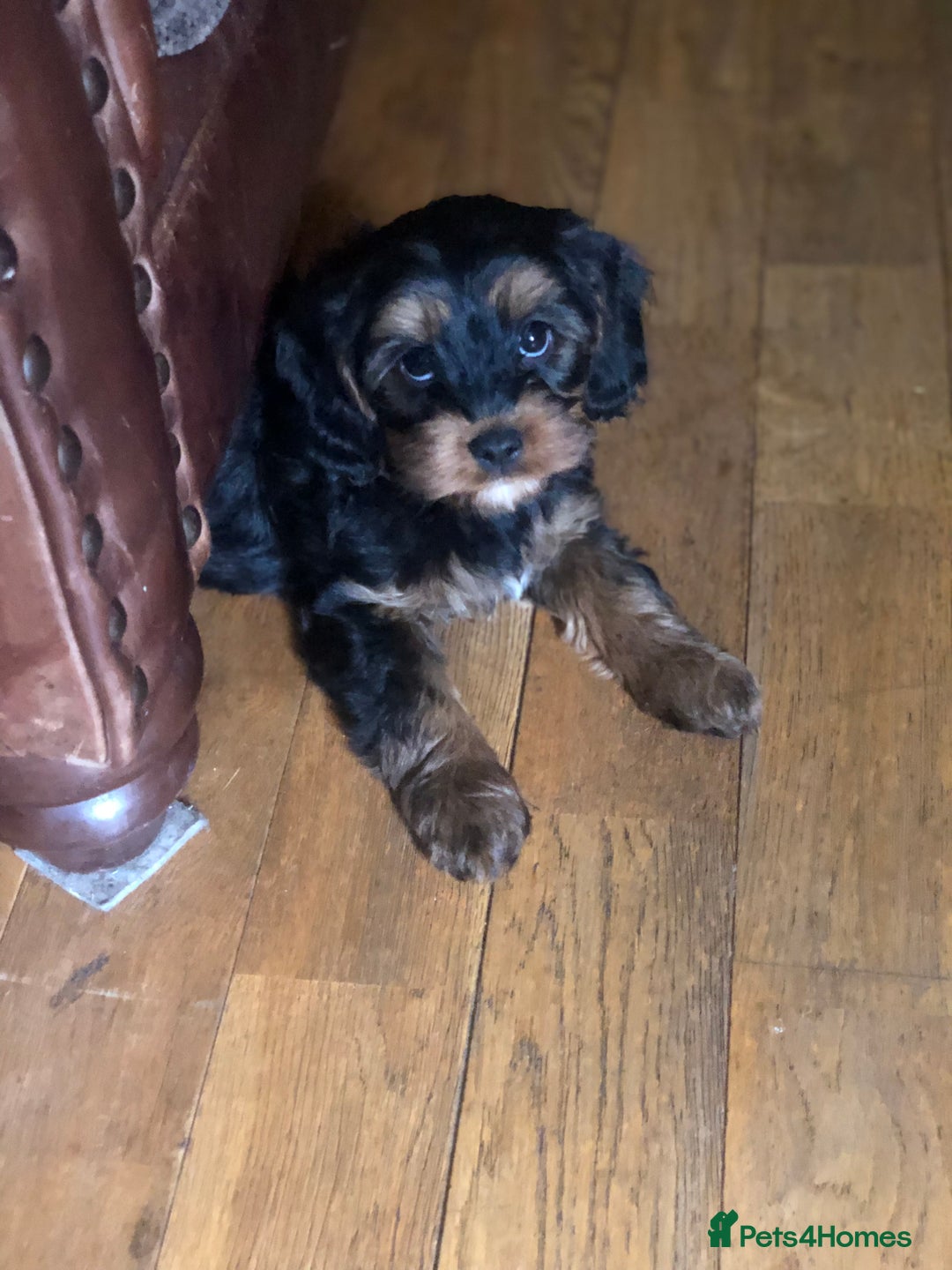 Cavapoo dogs for sale: Cavapoo - Advert 1