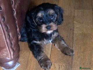 Cavapoo dogs Cavapoo - Advert 3