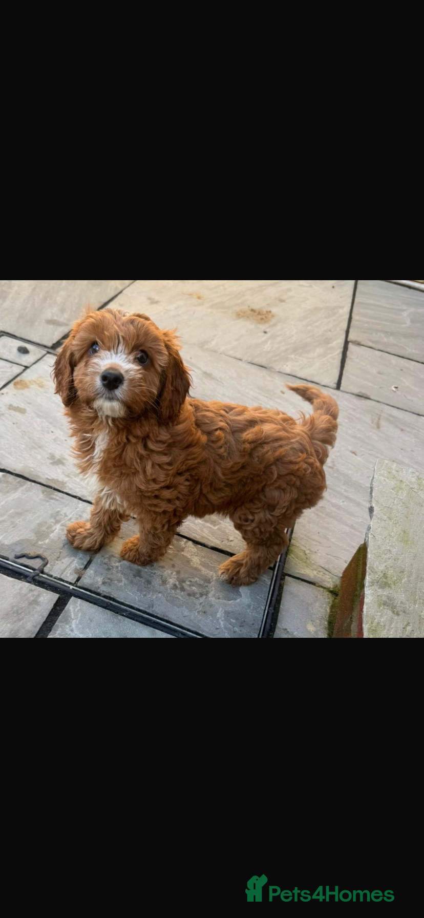 Cavapoo dogs  🐾 1 FEMALE 1 MALE LEFT 🐾 - Advert 6