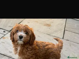 Cavapoo dogs 🐾 1 FEMALE 1 MALE LEFT 🐾 - Advert 6