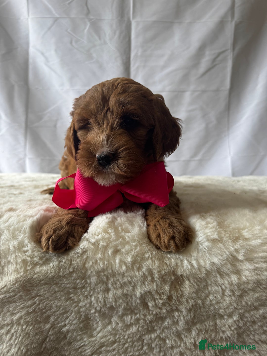 Labradoodle dogs for sale: Labradoodle  - Image 9