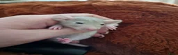 Rat rodents for sale: Stunning litter of Dumbo rats. - Advert 9