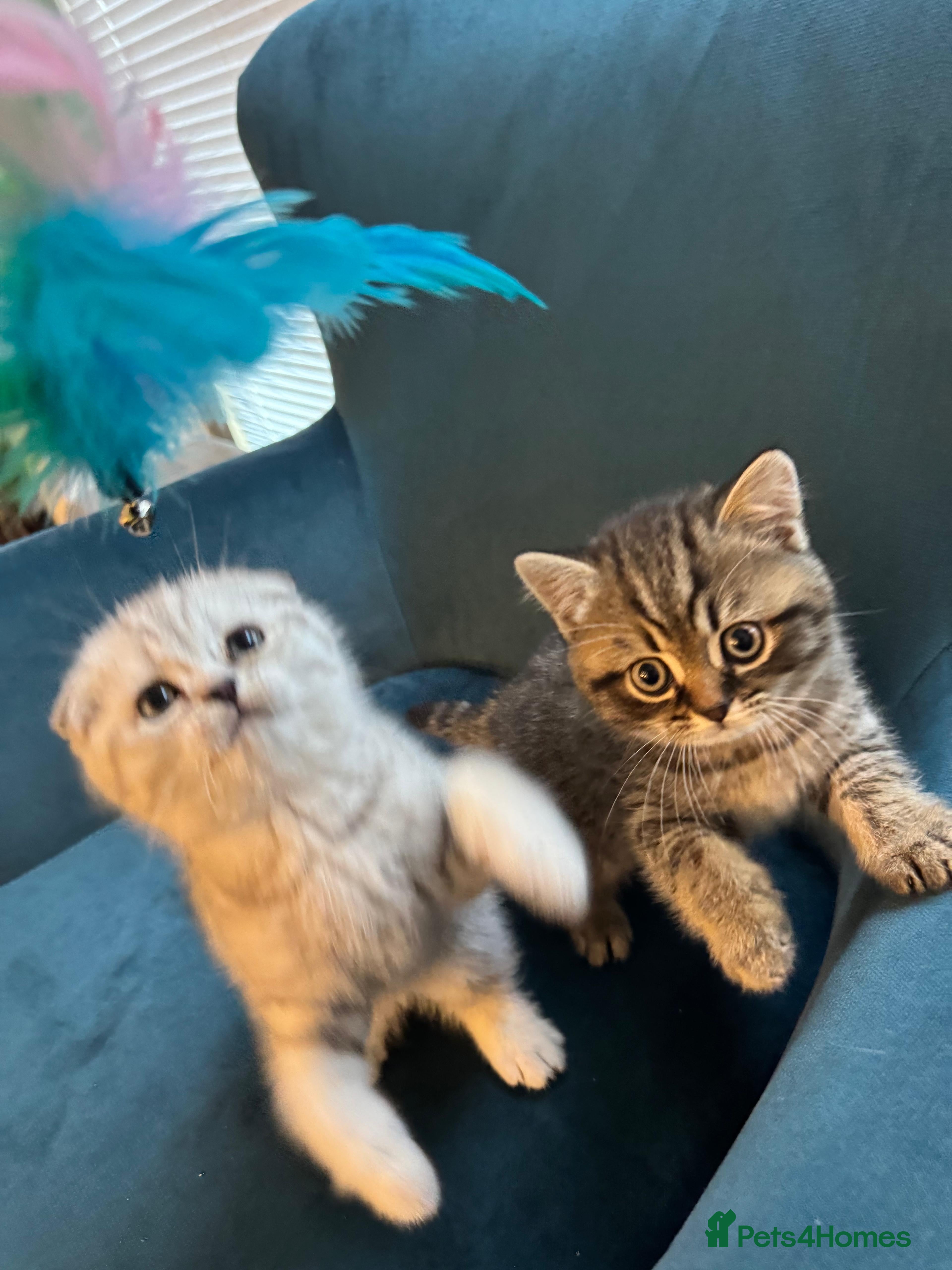 British Shorthair cats Adorable British Shorthair Male Kittens for Sale. - Advert 3