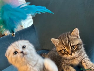 British Shorthair cats Adorable British Shorthair Male Kittens for Sale. - Advert 14