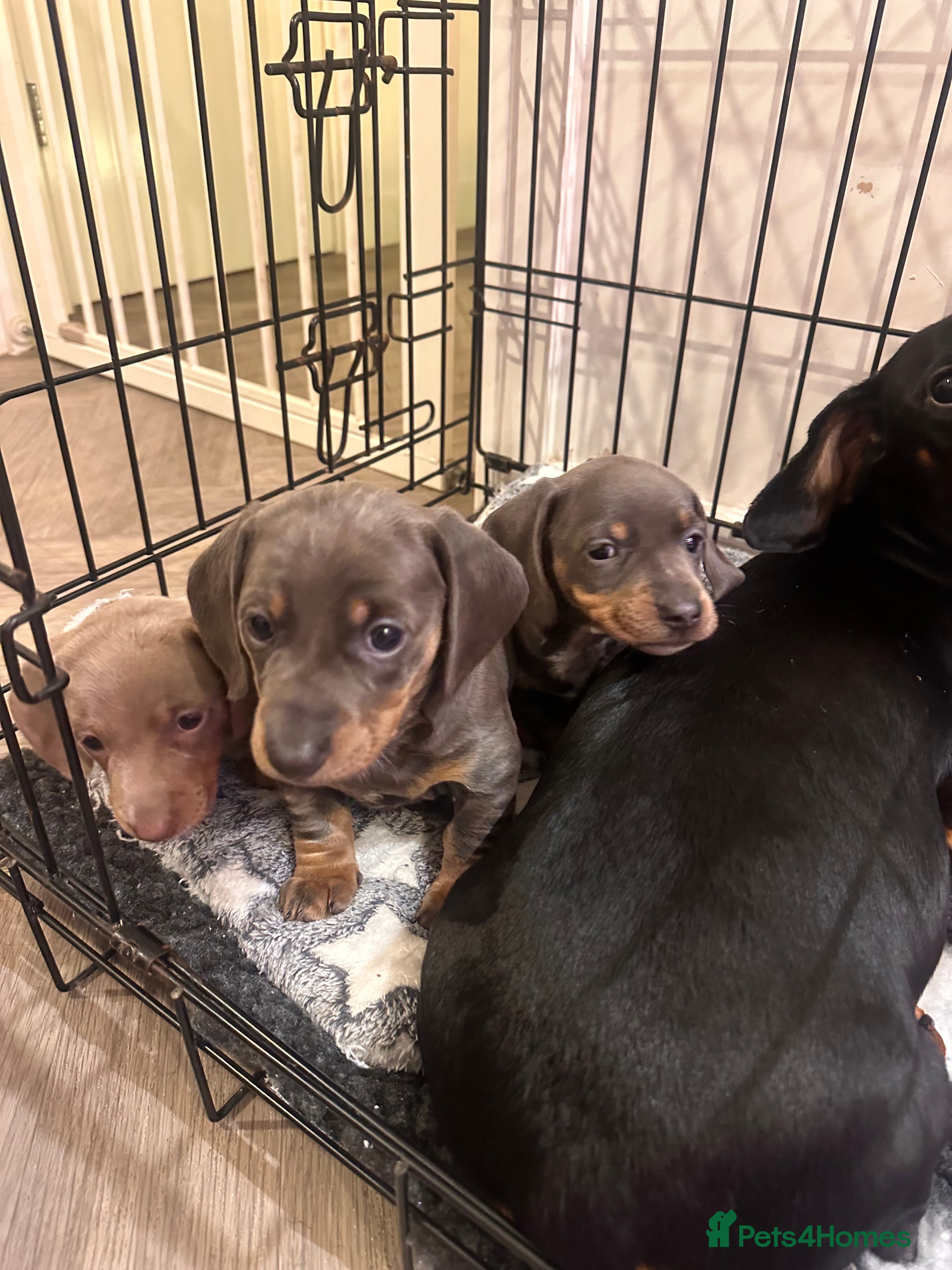 Miniature Dachshund dogs KC REGISTERED STUNNING MINATURE DACHSHUND PUPS❤️ - Advert 1