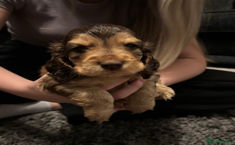 Cocker Spaniel dogs - Advert 16