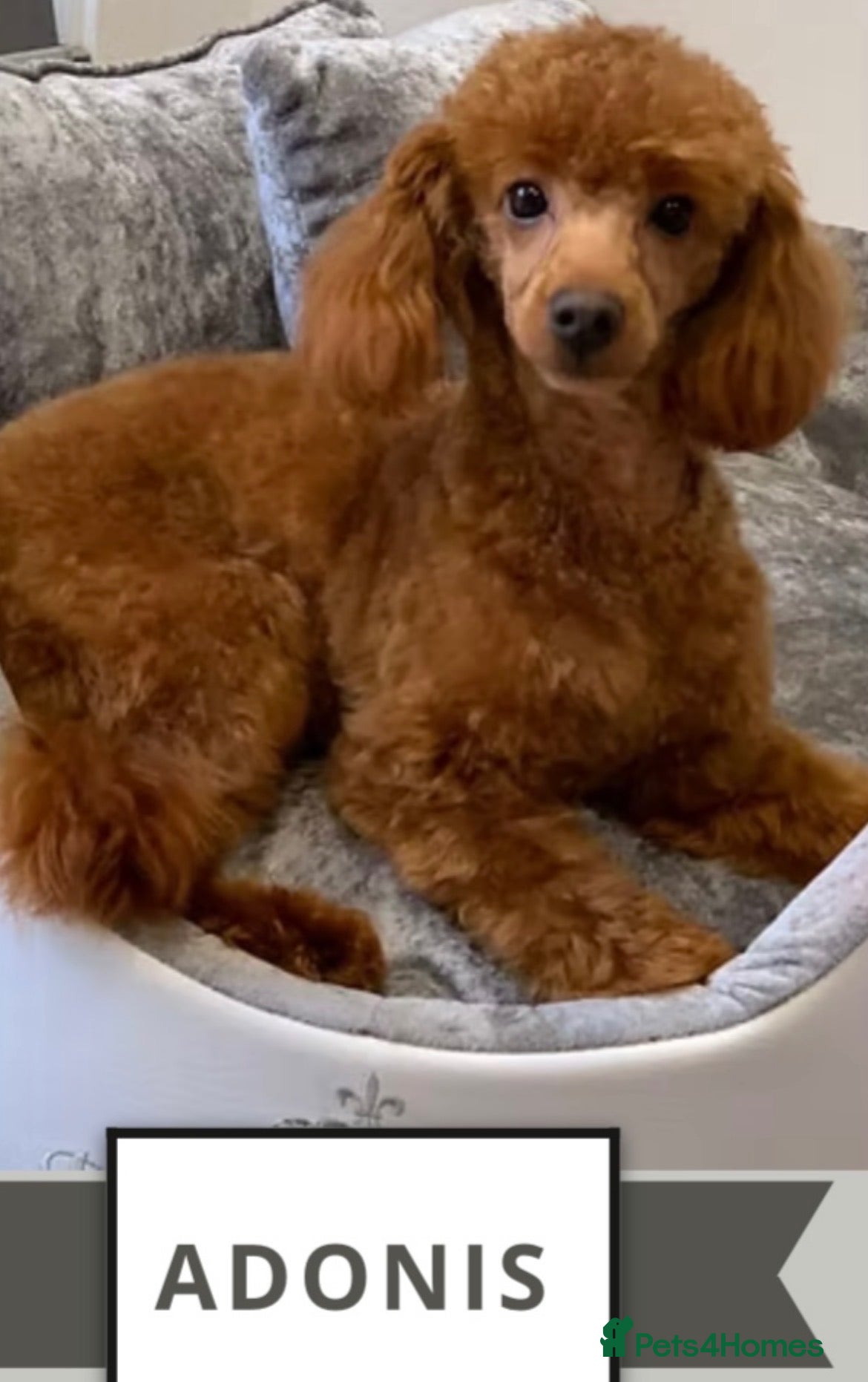 Cavapoo dogs Beautiful Fox Red Cavapoo F1B Puppies - Advert 2