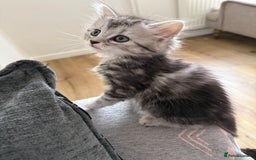 Persian cats for sale: Persian BSH kittens ready next weekend - Image 3