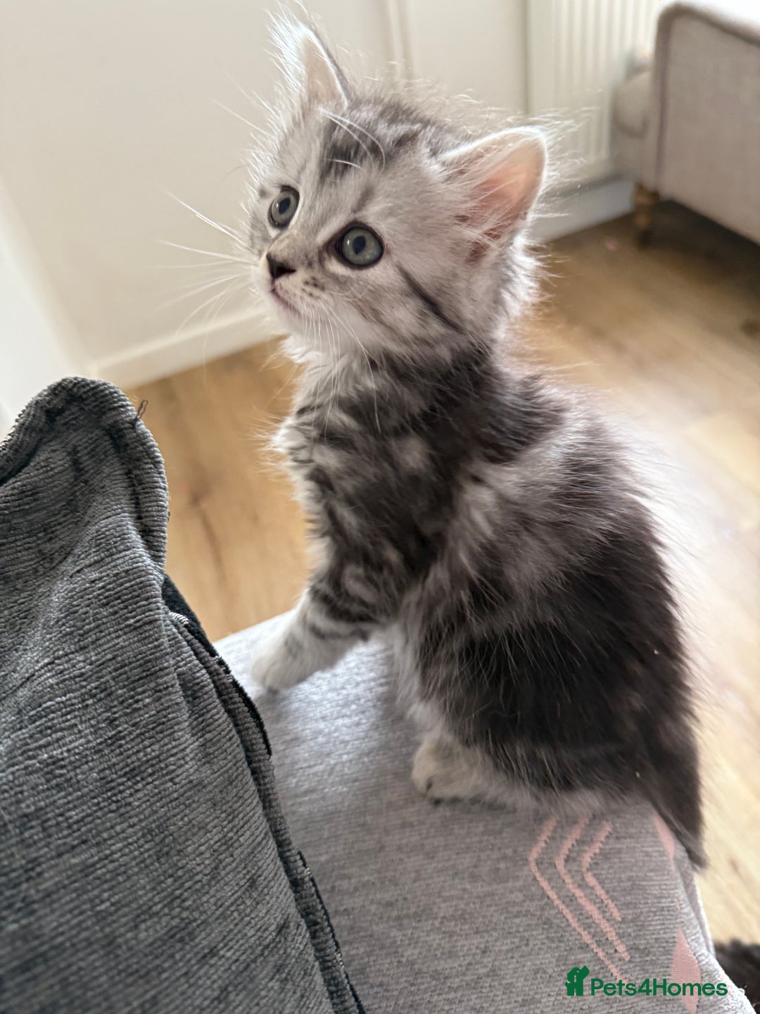 Persian cats for sale: Persian BSH kittens ready next weekend - Image 3