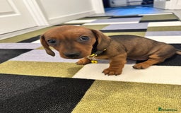Dachshund dogs for sale: Dachshund female and male puppies  - Image 9