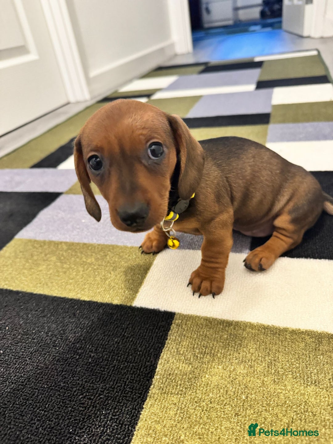 Dachshund dogs for sale: Dachshund female and male puppies  - Image 9