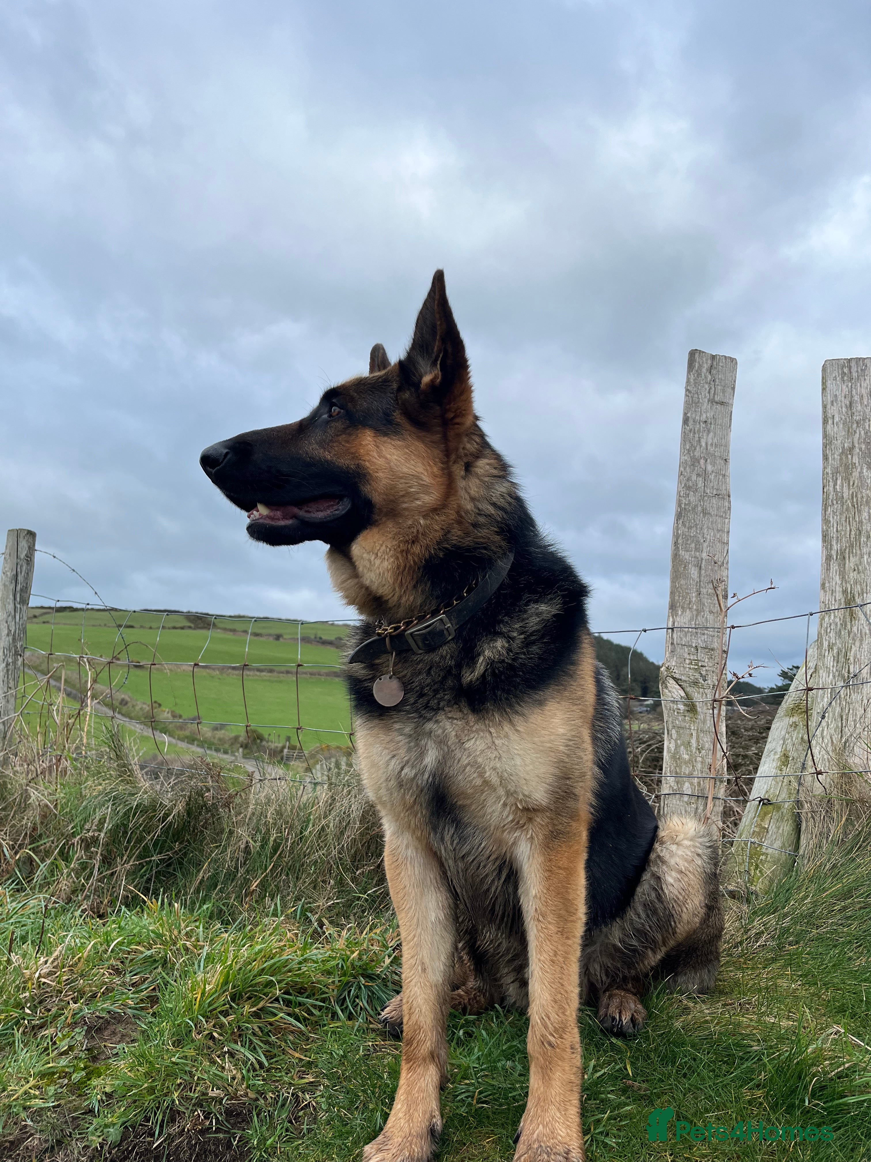 German Shepherd dogs for stud: KC Reg German Shepherd Proven Stud in Welshpool - Advert 2