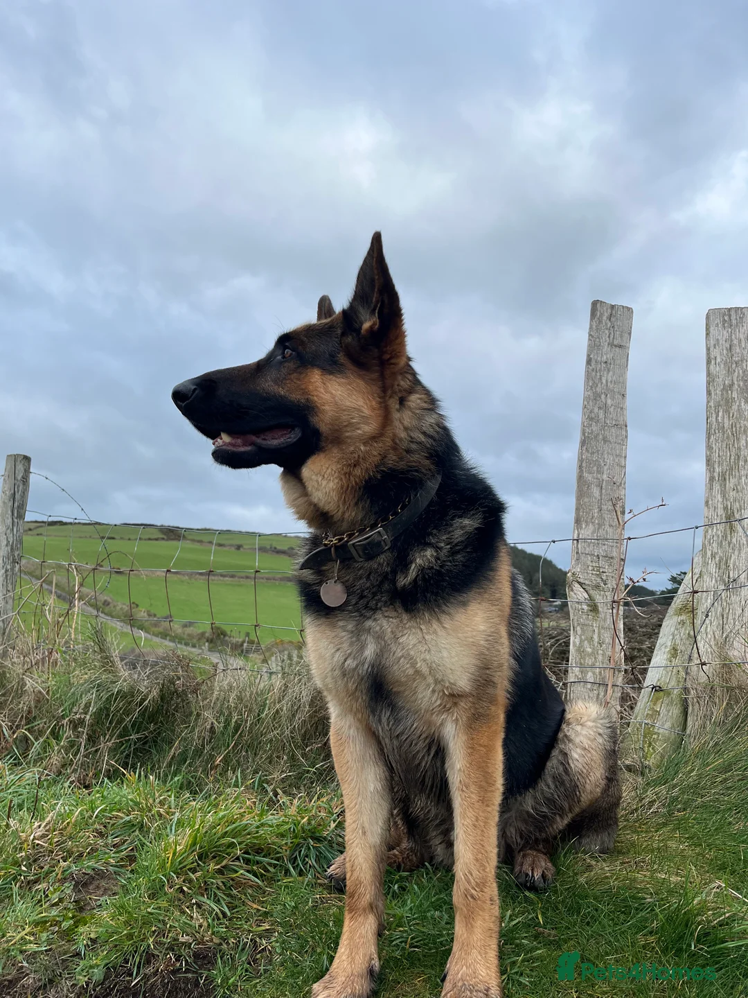 German Shepherd dogs for stud: KC Reg German Shepherd Proven Stud in Welshpool - Advert 1