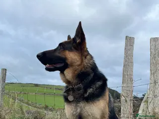 German Shepherd dogs for stud: KC Reg German Shepherd Proven Stud in Welshpool - Advert 2