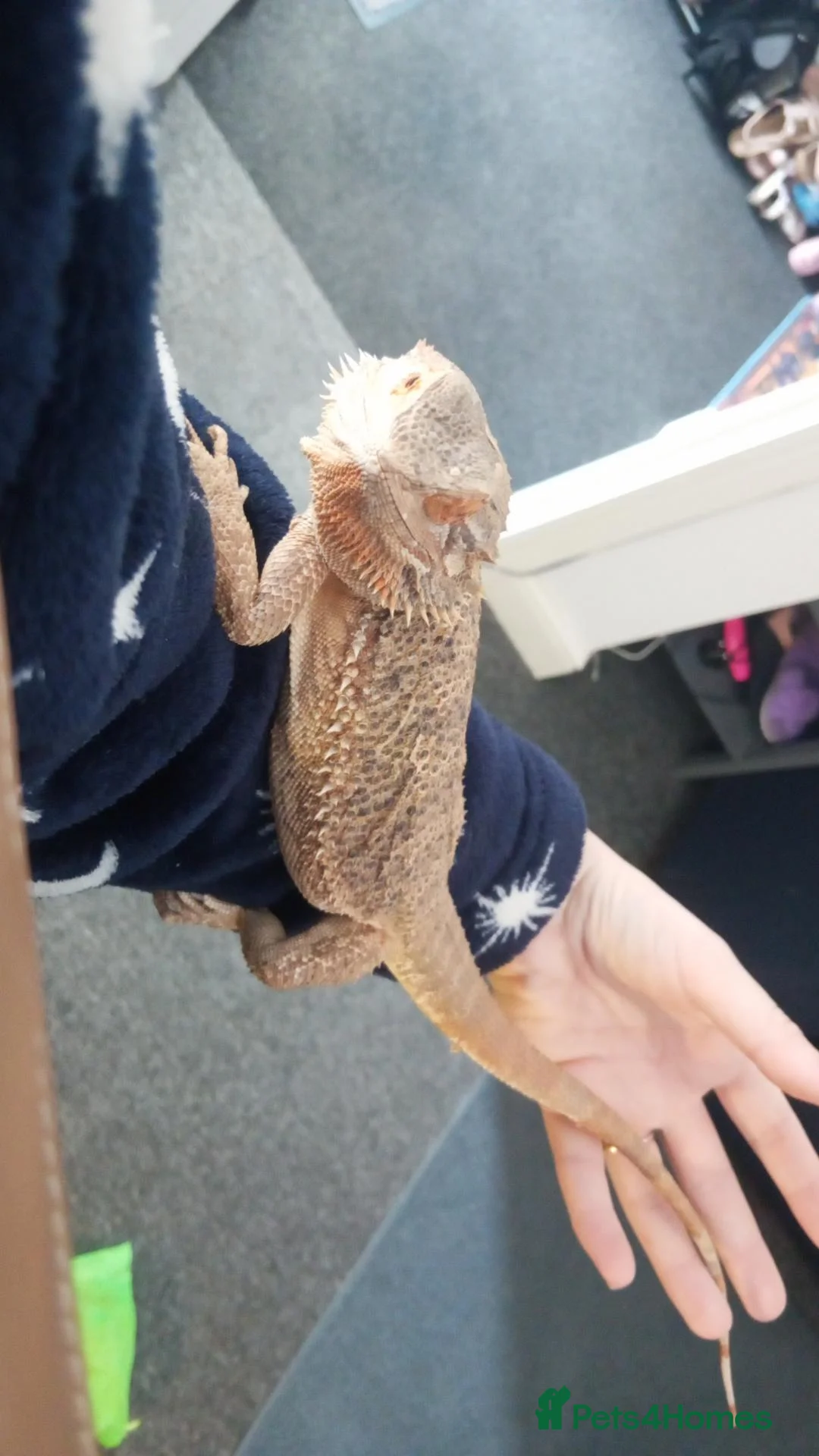 Bearded Dragon reptiles for sale: Lucifer  - Advert 1