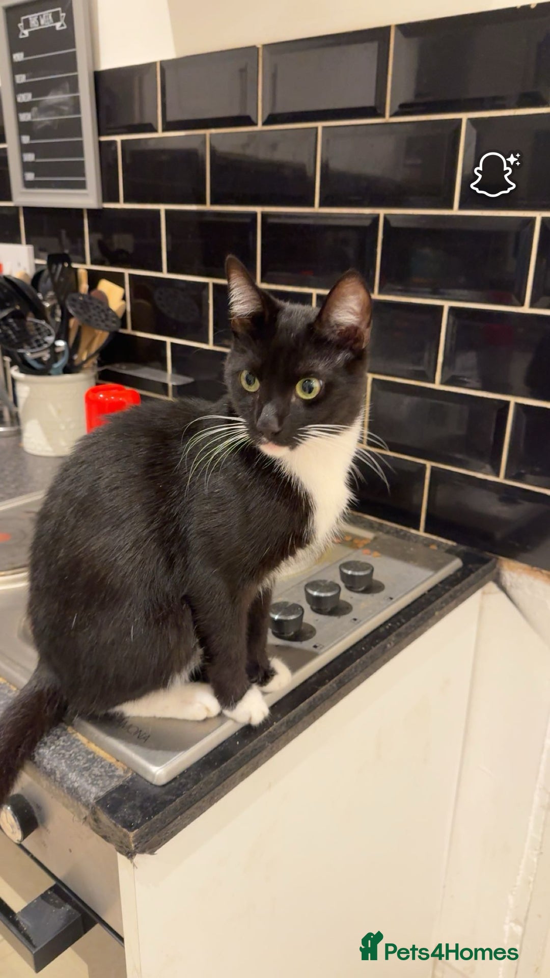 Domestic Shorthair cats for sale: 2 male  1year old cats ******  - Image 4