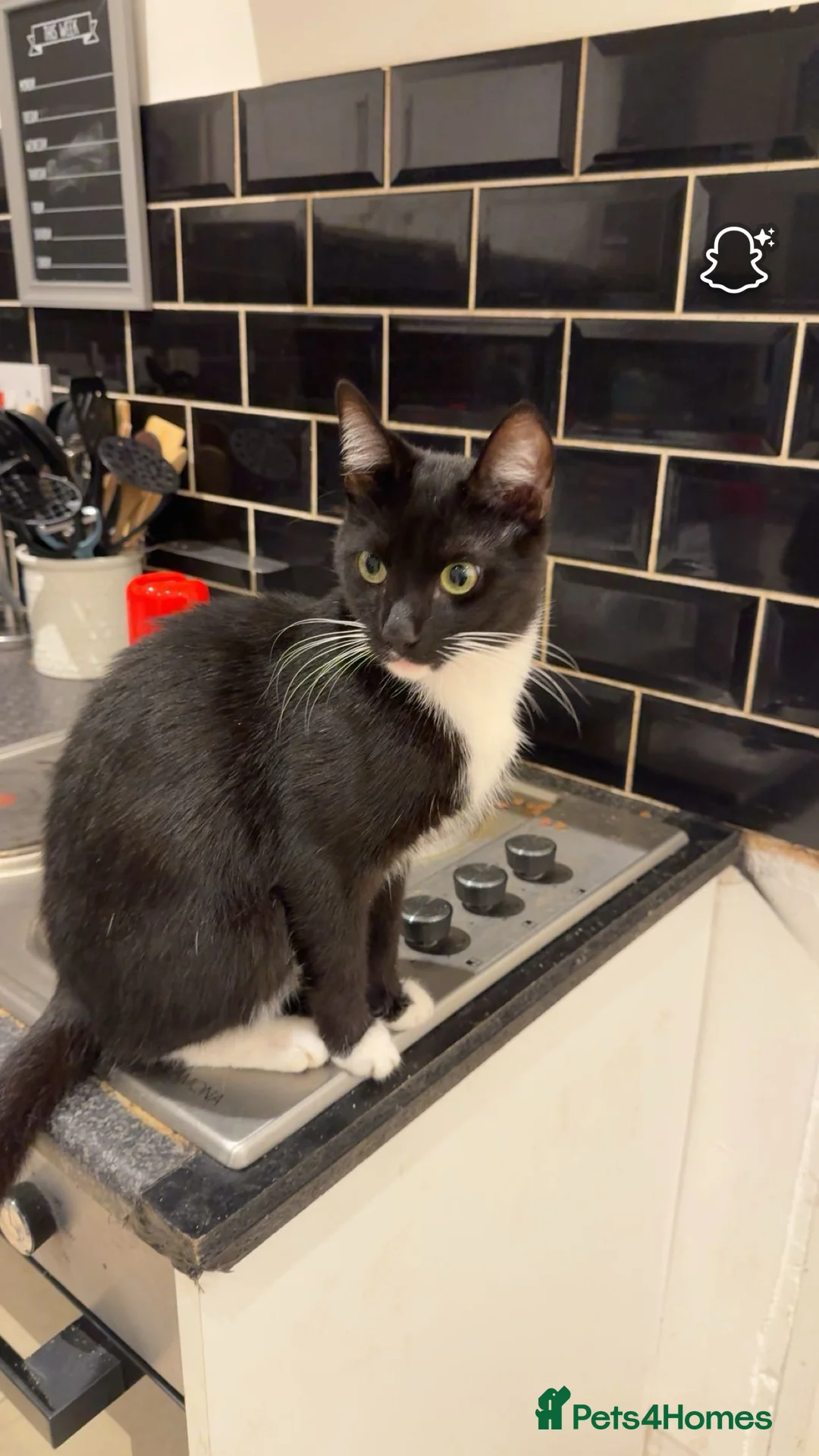 Domestic Shorthair cats for sale: 2 male  1year old cats ******  - Advert 4