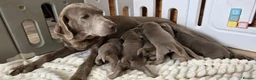 Labrador Retriever dogs for sale: 6 STUNNING KC SILVER LAB PUPPIES  - Advert 3
