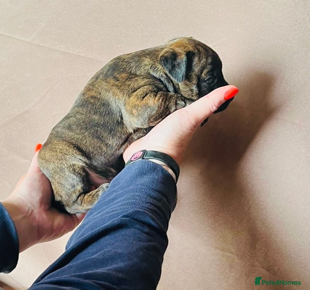 Jack Russell dogs for sale: Blue & Black Brindle Jack Russells - Image 5