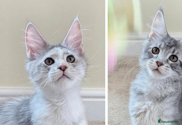 Maine Coon cats Champion Line Registered Female Kittens  - Advert 1