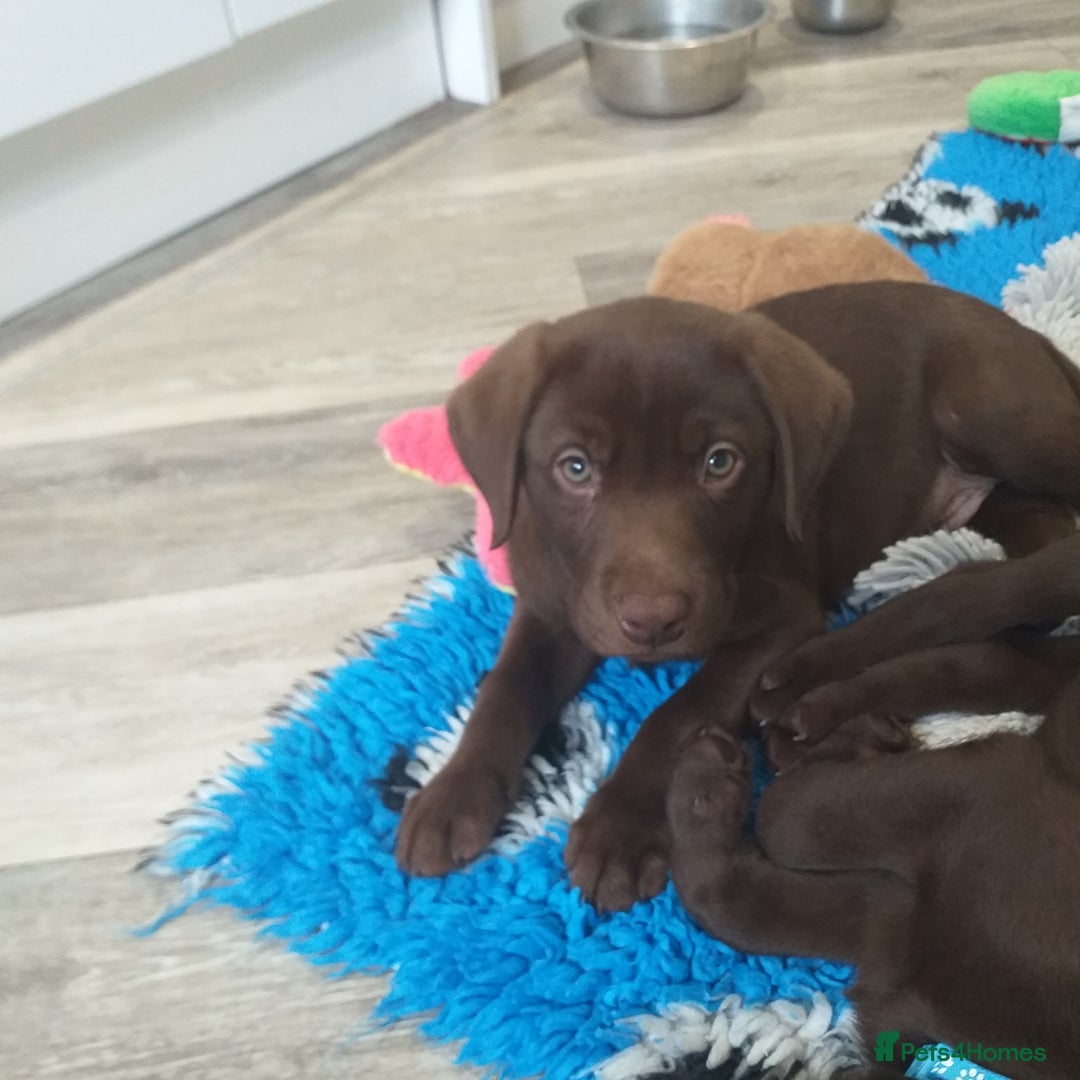 Labrador Retriever dogs for sale: KC Registered Chocolate Labradors  - Image 6