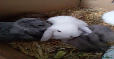 Mini Lop rabbits - Advert 10