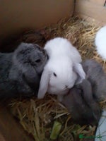 Mini Lop rabbits - Advert 10