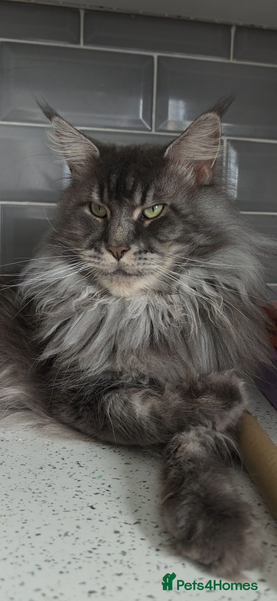 Maine Coon cats for sale: Maine coone &Bsh amazing personality kittens 😸  - Advert 11