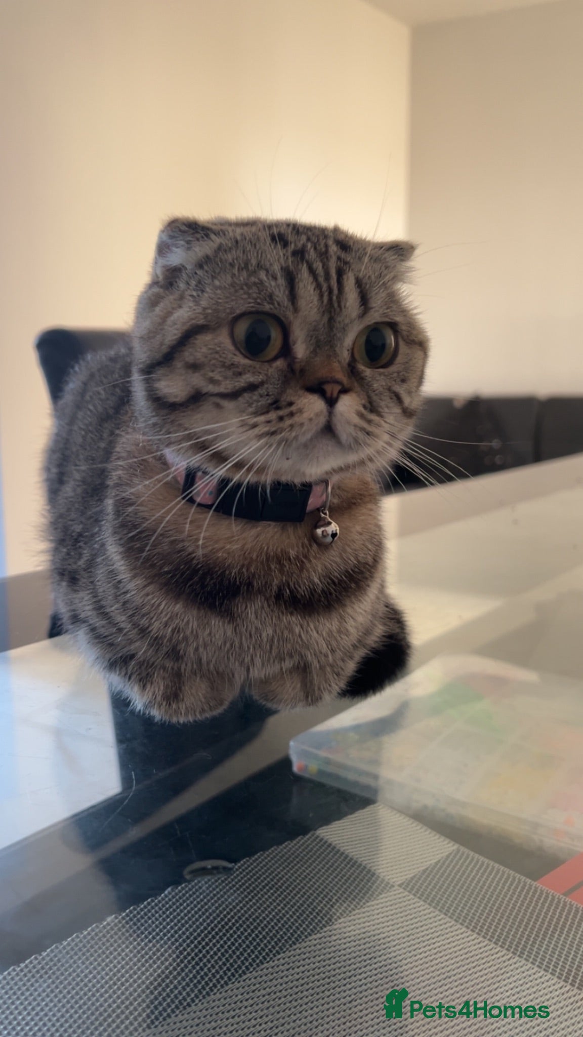 British Shorthair cats Mixed Scottish fold / Scottish straight  - Advert 1