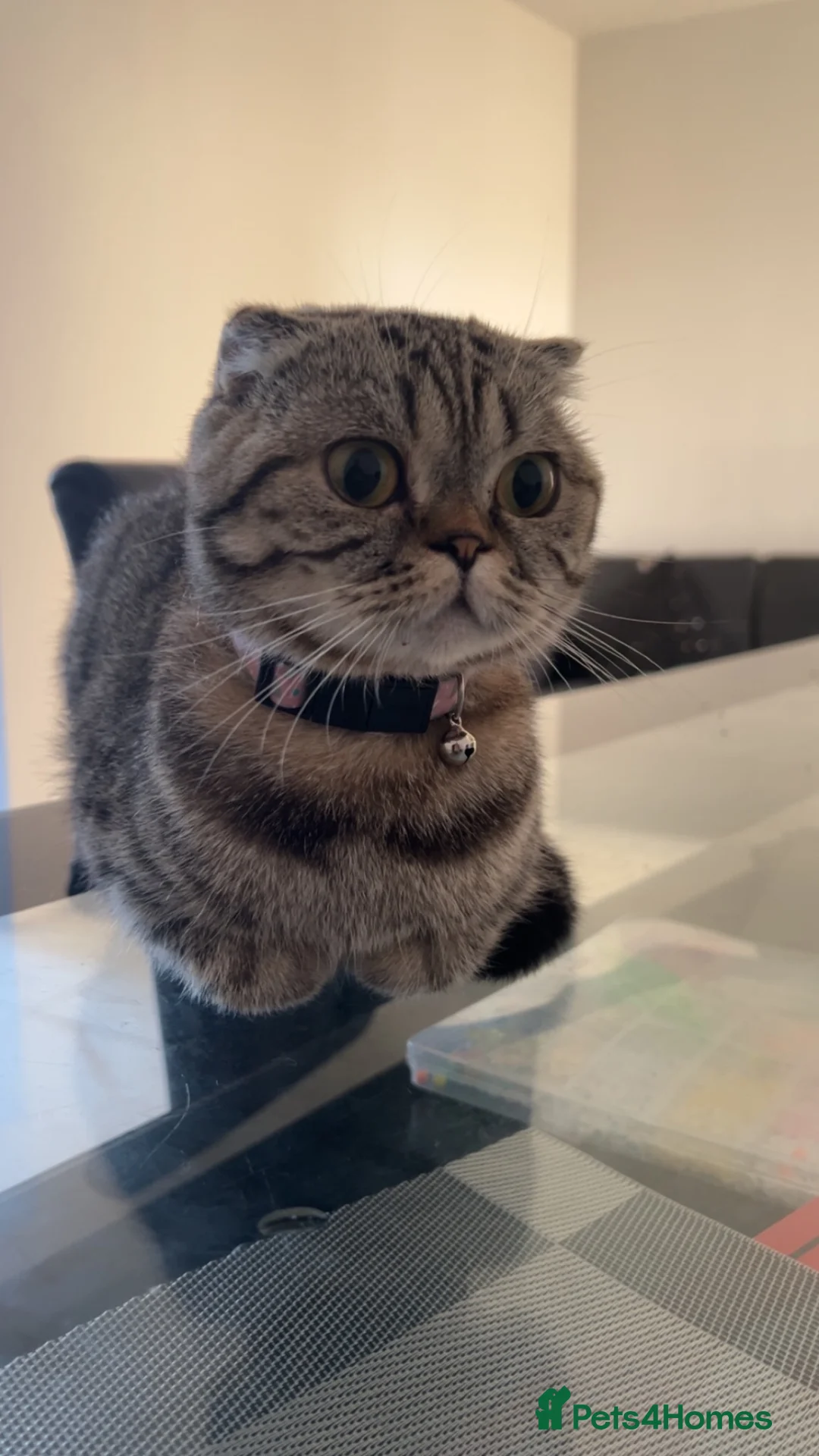 British Shorthair cats for sale: Mixed Scottish fold / Scottish straight  - Advert 1