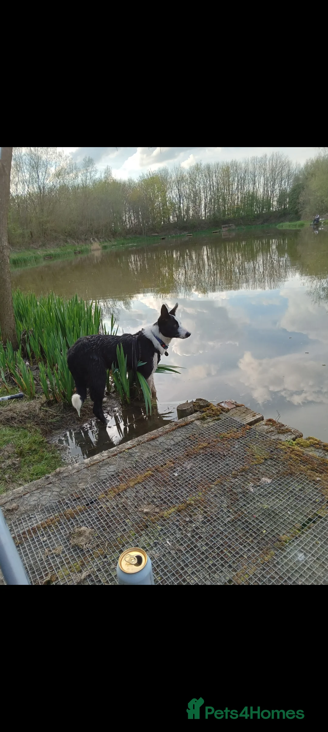 Border Collie dogs for stud: Milo for stud (PROVEN) in Chesterfield - Advert 16
