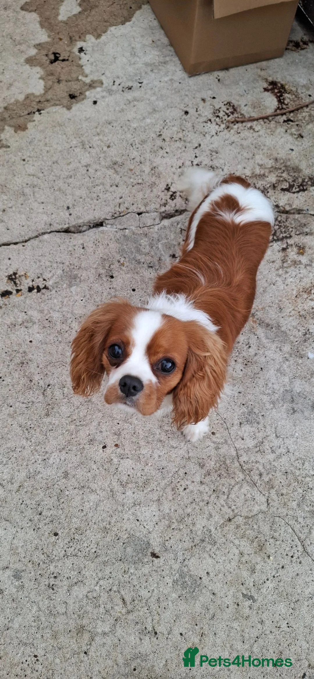 Cavalier King Charles Spaniel dogs for sale: Cavalier King Charles  - Advert 1
