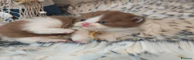 British Longhair Kitten 2