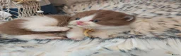 British Longhair cats for sale: Cinnamon & fawn bi colour longhair BLH  - Advert 8