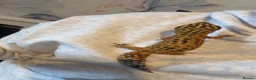 Leopard Gecko reptiles for sale:  Leopard Gecko in Rotherham - Advert 2