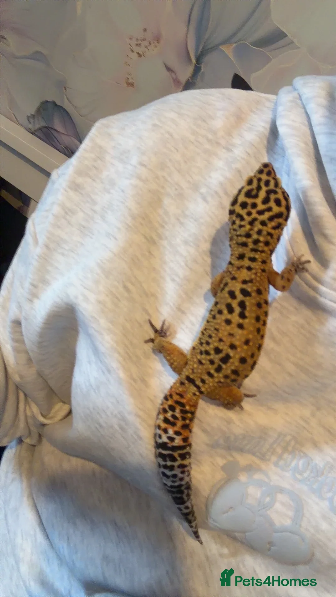 Leopard Gecko reptiles for sale:  Leopard Gecko in Rotherham - Advert 2