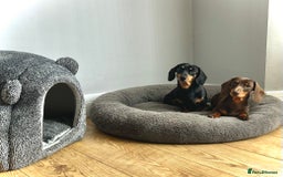 Miniature Dachshund dogs for sale: Gorgeous KC Miniature Dachshunds  - Image 12