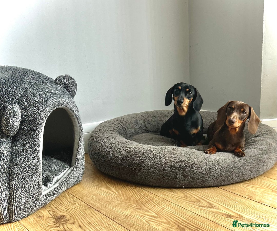 Miniature Dachshund dogs for sale: Gorgeous KC Miniature Dachshunds  - Image 12