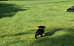 Labrador Retriever dogs for sale: **PEDIGREE, KC REGISTERED AND HIP SCORED** - Image 32