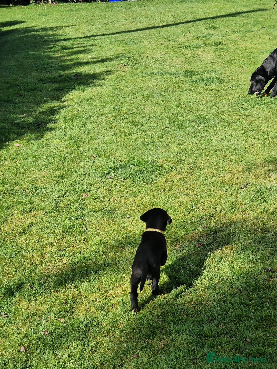 Labrador Retriever dogs for sale: **PEDIGREE, KC REGISTERED AND HIP SCORED** - Image 32
