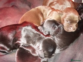 Sprocker dogs - Advert 14