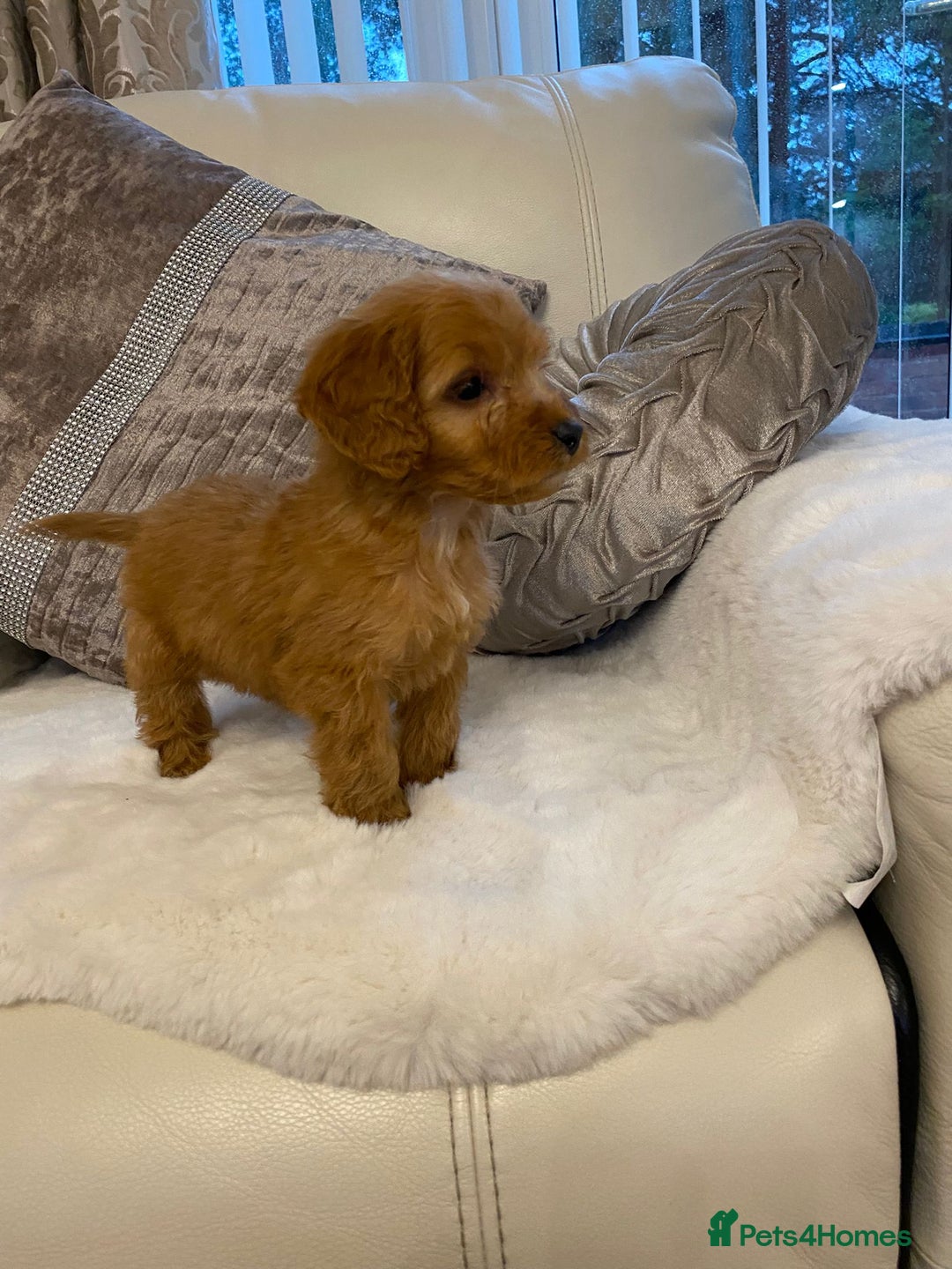 Cockapoo dogs for sale: Cockerpoo pups - Image 4