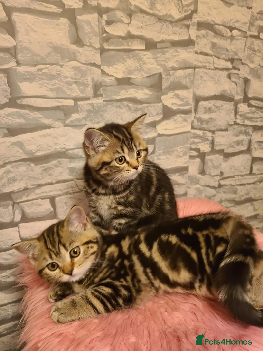 British Shorthair cats for sale: British Shorthair Kittens  - Advert 3