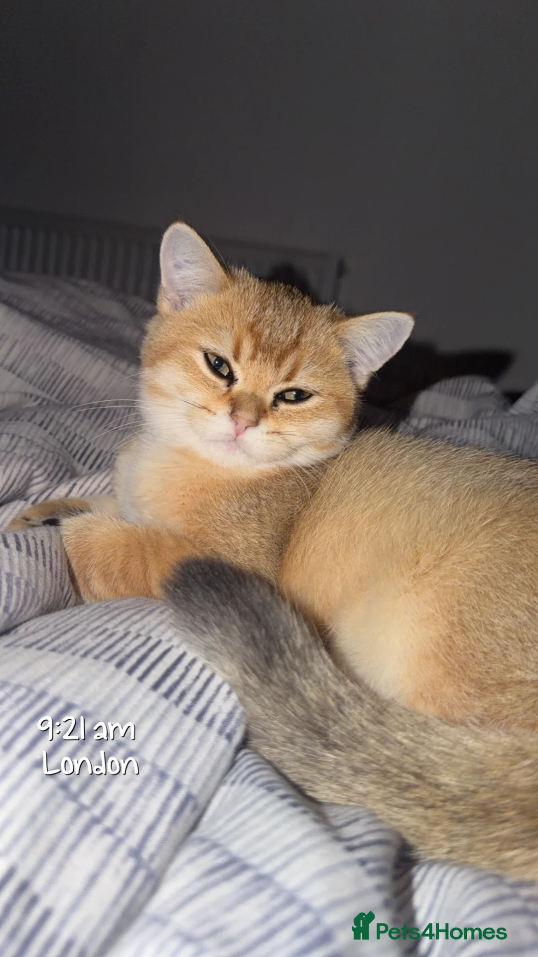 British Shorthair cats for sale: British Shorthair / Scottish Fold Kitten in London - Advert 1
