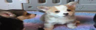 Welsh Corgi Pembroke Puppy 2