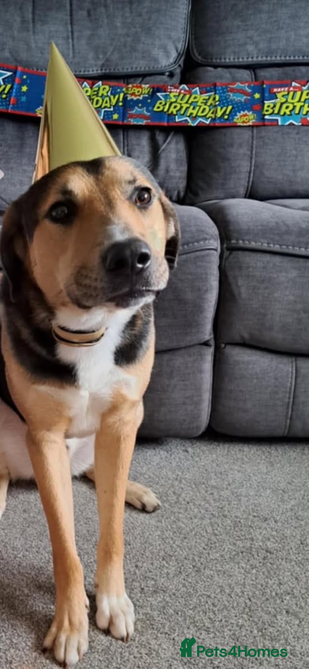 Mixed Breed dogs for adoption: Beautiful Kobie looking for his forever home - Image 2