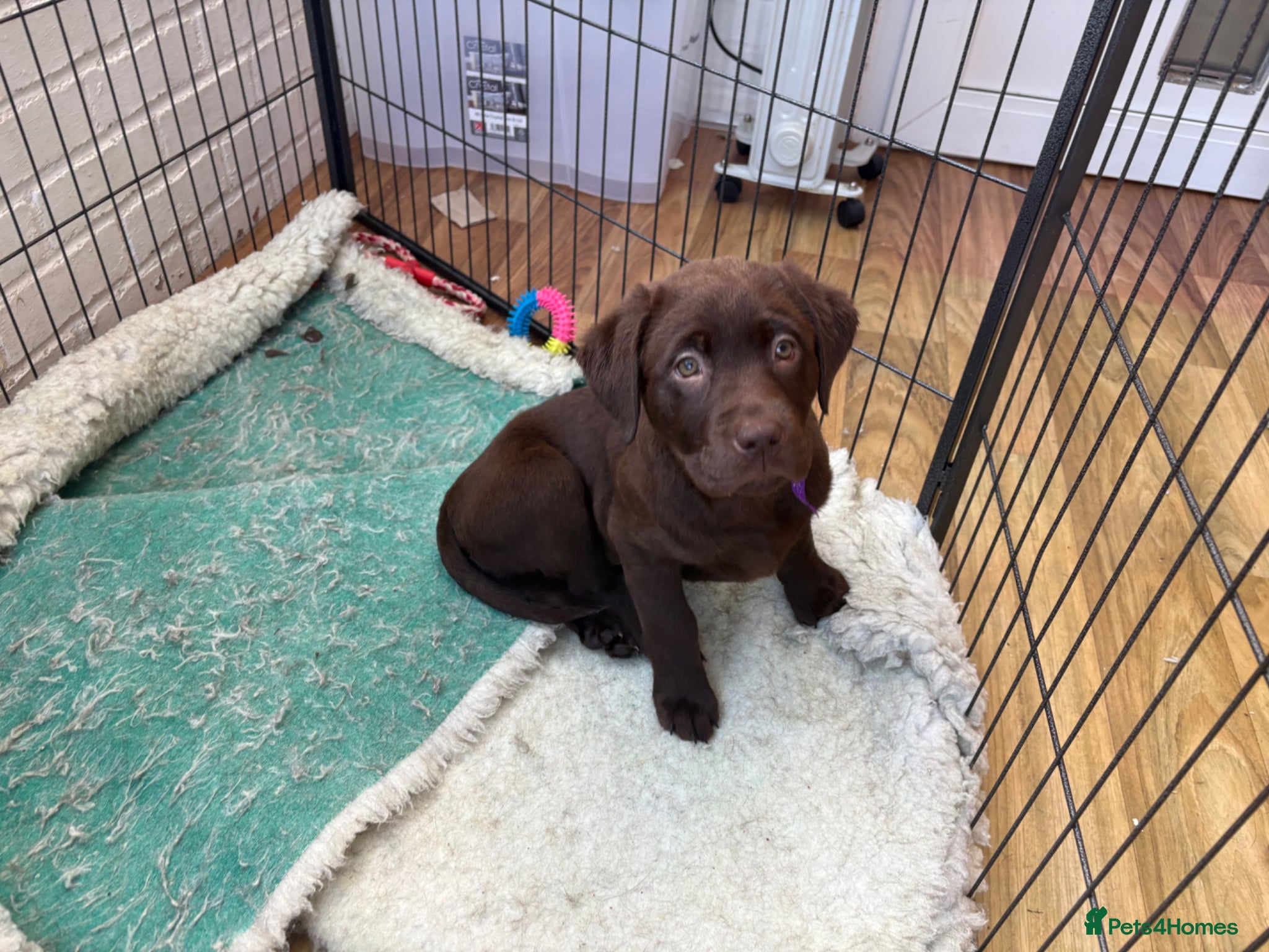 Labrador Retriever dogs Beautiful Chocolate Labrador Puppies - 09/03/2026 - Advert 2