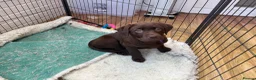 Labrador Retriever dogs for sale: Beautiful Chocolate Labrador Puppies - 09/03/2026 - Advert 8